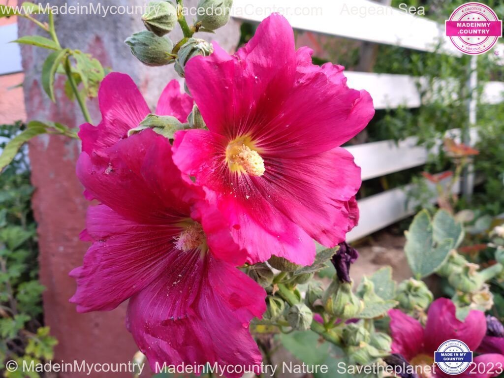 MadeinMycountry-MadeinMycountryGR-MadeinMycountyry-EU-Greece-Cyprus-Hellas-Madein-Greece-and-Cyprus-EU-Europe-nature-Flowers