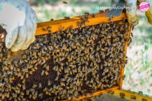 MadeinMycountry Local foods